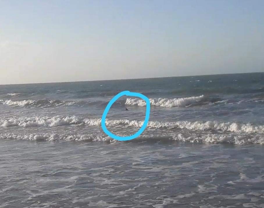 Tubarões são avistados na Praia do Coqueiro